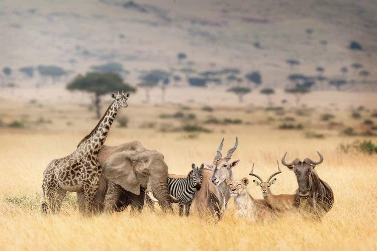 African Safari Animals In Dreamy Kenya Scene