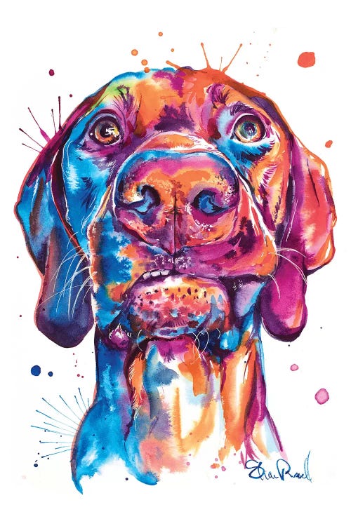 Vizsla