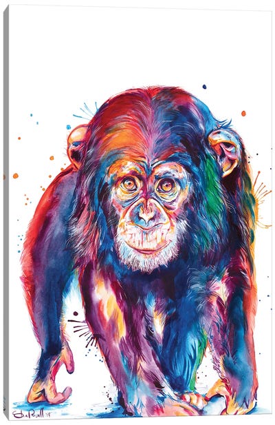 Chimp Canvas Art Print - Chimpanzees