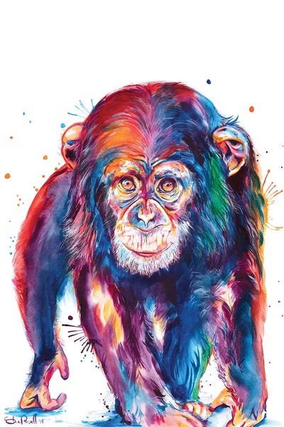 Primates: Chimp by Weekday Best