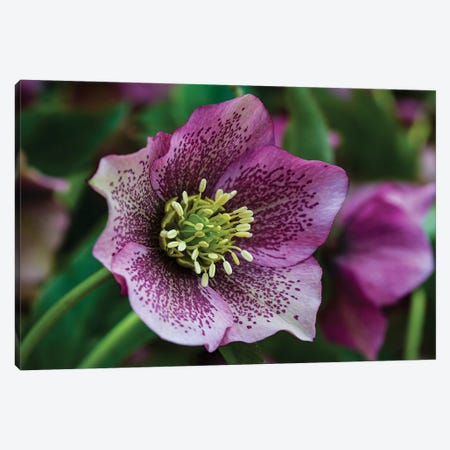 Silverdale, Washington State. Purple Hellebore flower perennials Canvas Print #SND16} by Jolly Sienda Canvas Art