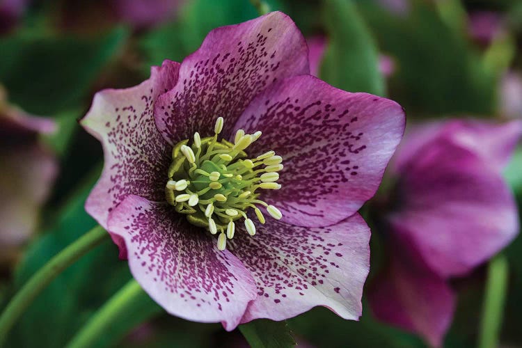 Silverdale, Washington State. Purple Hellebore flower perennials