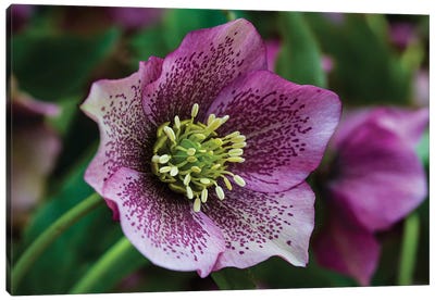 Silverdale, Washington State. Purple Hellebore flower perennials Canvas Art Print