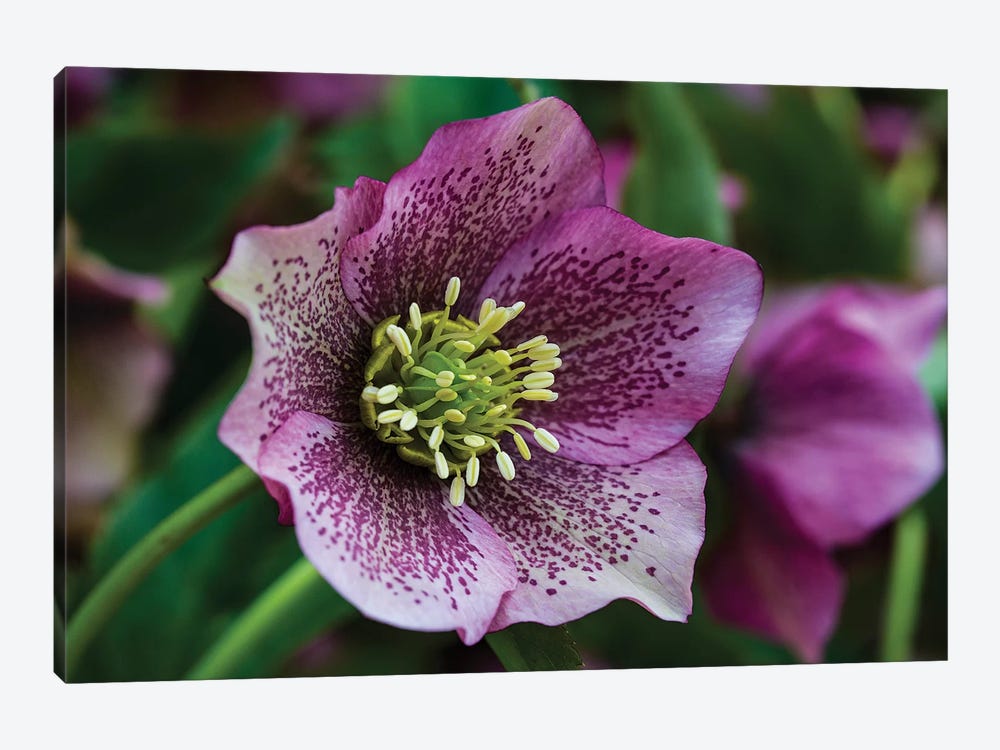 Silverdale, Washington State. Purple Hellebore flower perennials by Jolly Sienda 1-piece Canvas Print