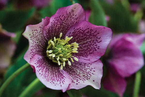 Jolly Sienda: Silverdale, Washington State. Purple Hellebore flower perennials by Jolly Sienda
