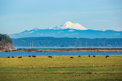 Whidbey Island, Washington State. Snowcapped Mount Baker, the Puget Sound, black cows and a pasture by Jolly Sienda art print