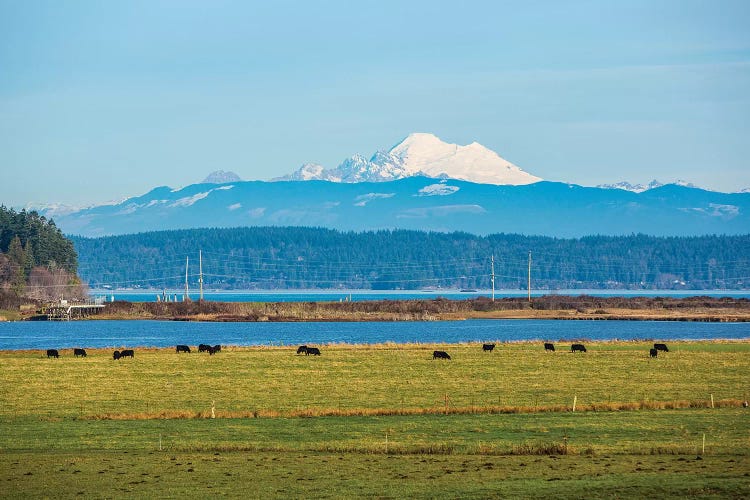 Whidbey Island, Washington State. Snowcapped Mount Baker, the Puget Sound, black cows and a pasture