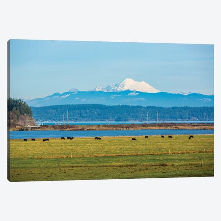 Whidbey Island, Washington State. Snowcapped Mount Baker, the Puget Sound, black cows and a pasture Canvas Print #SND18} by Jolly Sienda Art Print