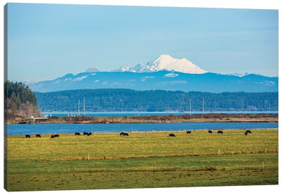 Whidbey Island, Washington State. Snowcapped Mount Baker, the Puget Sound, black cows and a pasture Canvas Art Print