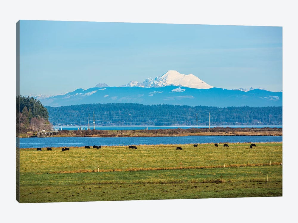 Whidbey Island, Washington State. Snowcapped Mount Baker, the Puget Sound, black cows and a pasture by Jolly Sienda 1-piece Canvas Art Print
