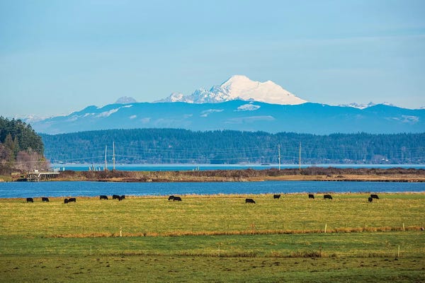 Jolly Sienda: Whidbey Island, Washington State. Snowcapped Mount Baker, the Puget Sound, black cows and a pasture by Jolly Sienda