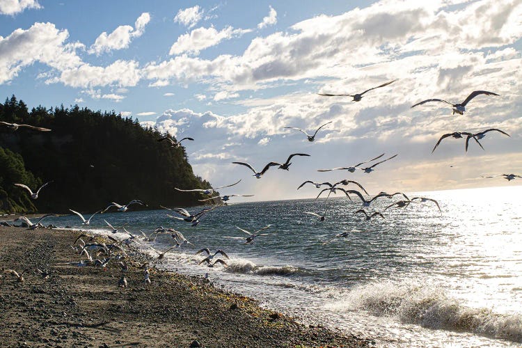 Fort Worden State Park, Post Townsend, Washington State. Flock of seagulls on the coast beach.