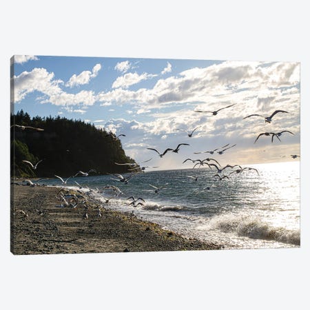 Fort Worden State Park, Post Townsend, Washington State. Flock of seagulls on the coast beach. Canvas Print #SND21} by Jolly Sienda Canvas Artwork