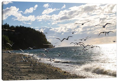 Fort Worden State Park, Post Townsend, Washington State. Flock of seagulls on the coast beach. Canvas Art Print