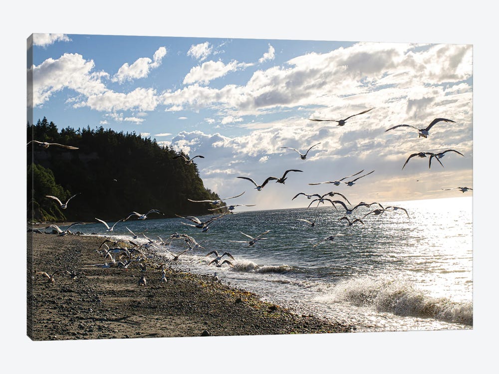 Fort Worden State Park, Post Townsend, Washington State. Flock of seagulls on the coast beach. by Jolly Sienda 1-piece Art Print