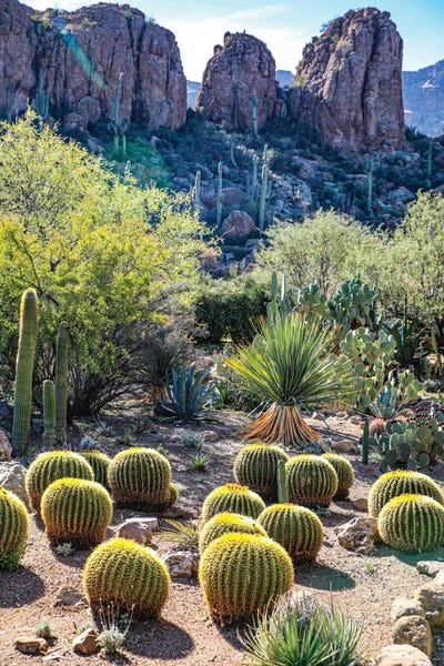 Arizona, USA Saguaro Cactus by Jolly Sienda art print
