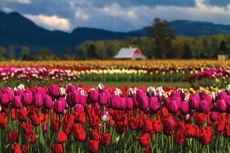 Mount Vernon, Washington State, Field of colored tulips with a bard