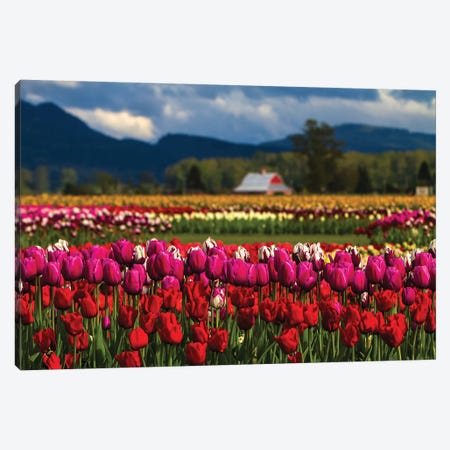 Mount Vernon, Washington State, Field of colored tulips with a bard Canvas Print #SND2} by Jolly Sienda Canvas Art