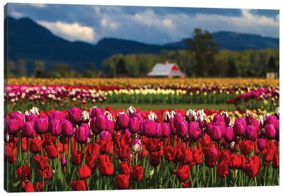 Mount Vernon, Washington State, Field of colored tulips with a bard Canvas Art Print