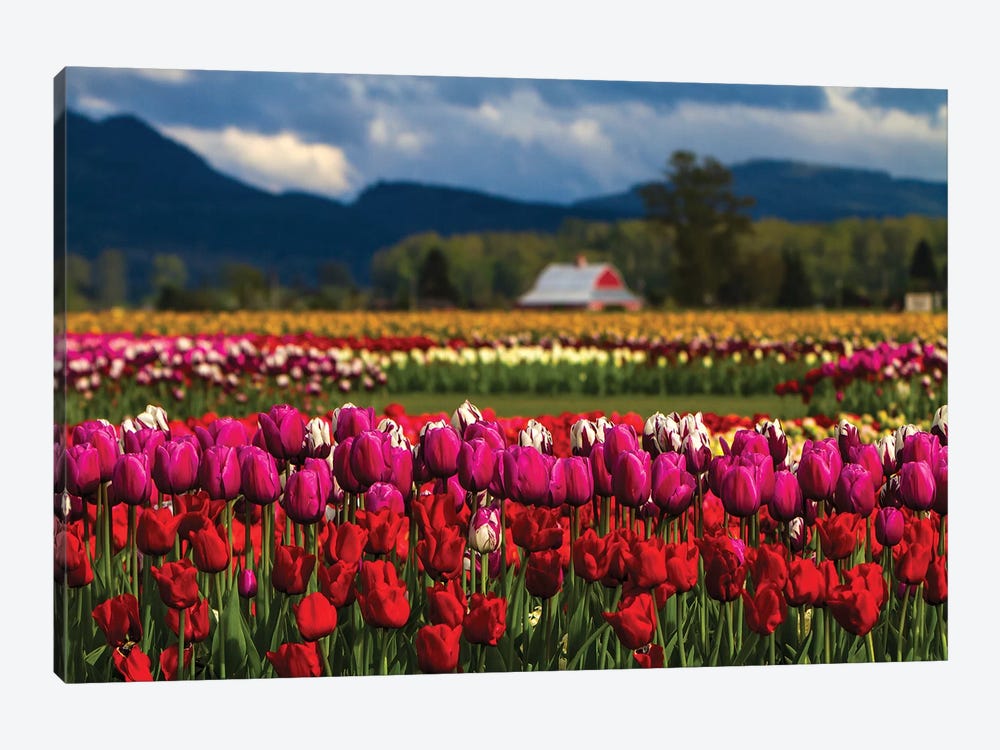 Mount Vernon, Washington State, Field of colored tulips with a bard by Jolly Sienda 1-piece Canvas Artwork