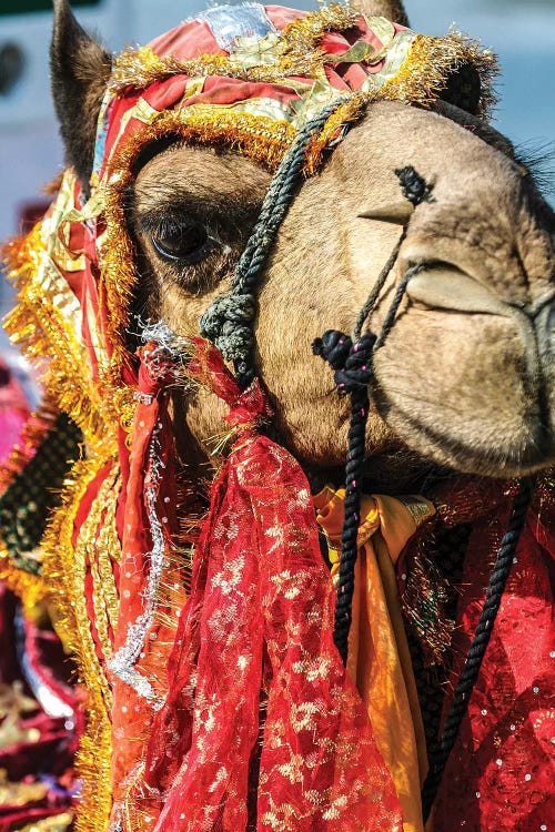 Udaipur, Rajasthan, India. India decorated Camel, Diwali Festival of Lights