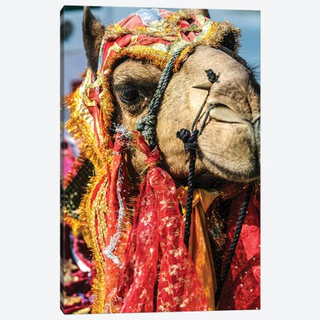 Udaipur, Rajasthan, India. India decorated Camel, Diwali Festival of Lights Canvas Print #SND6} by Jolly Sienda Canvas Print