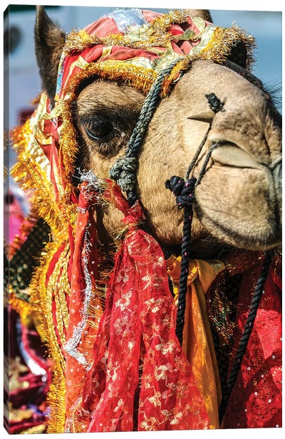Udaipur, Rajasthan, India. India decorated Camel, Diwali Festival of Lights Canvas Art Print - Camel Art