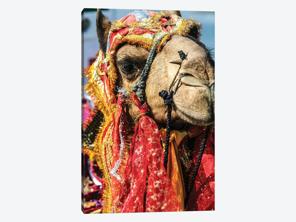 Udaipur, Rajasthan, India. India decorated Camel, Diwali Festival of Lights 1-piece Canvas Art