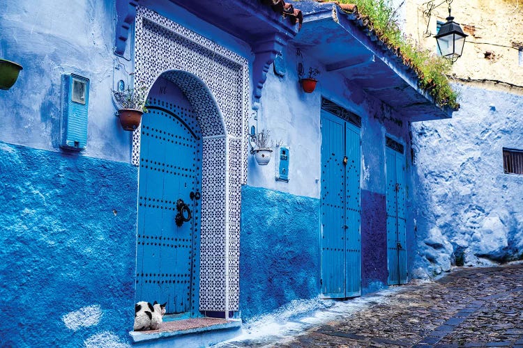 Chefchaouen, Morocco. Cat and blue door and buildings