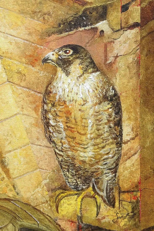 Hawk