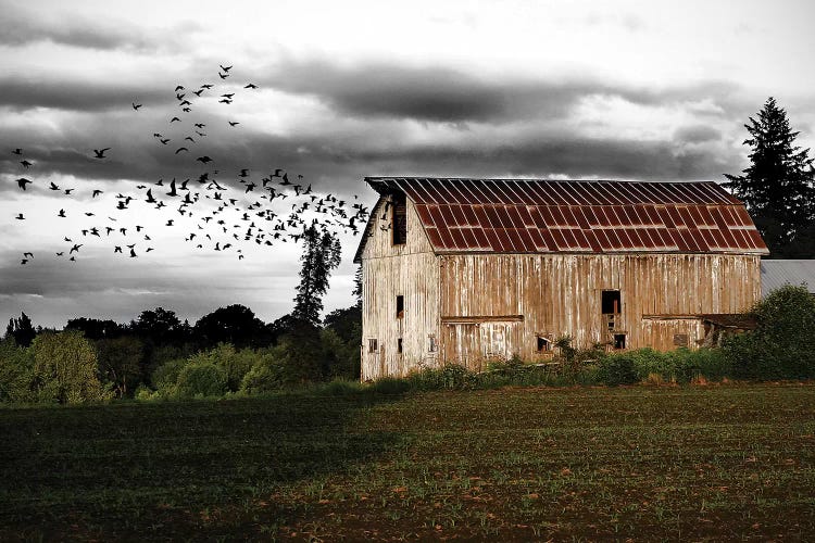 Birds Barn by Saint and Sailor Studios wall art