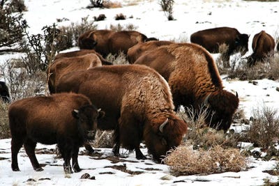 Buffalo by Saint and Sailor Studios canvas print