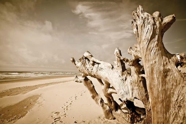 Oregon Coast Beach Wood
