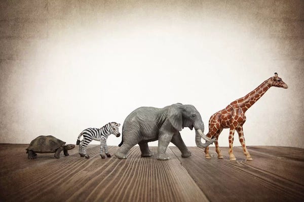 Zebras: Safari Line I by Saint and Sailor Studios