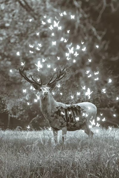 White Deer Light Within In Black & White