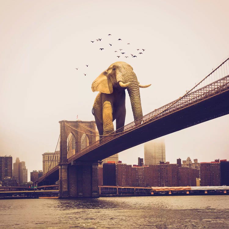 Elephant Bridge Amble