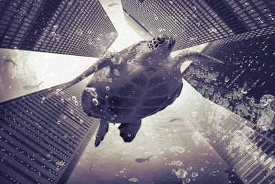 Dormiveglia - Sea Turtles by Soaring Anchor Designs framed canvas print