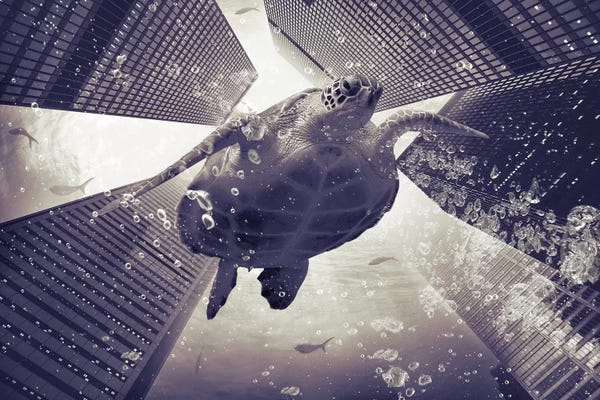 Imagination: Dormiveglia - Sea Turtles by Soaring Anchor Designs