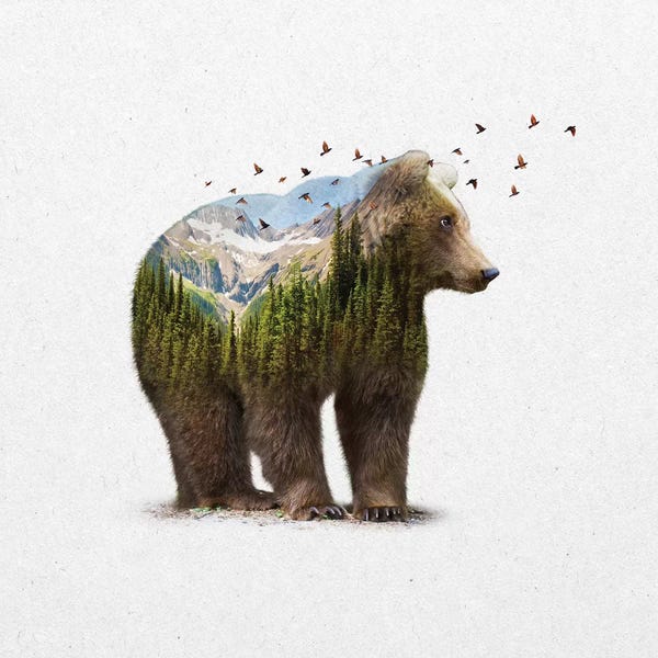 Double Exposure - Bear