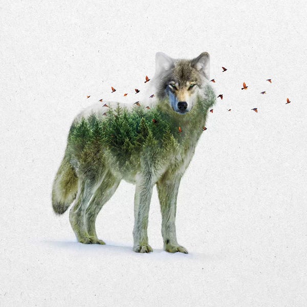 Double Exposure - Wolf