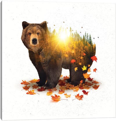 Equinox - Bear Canvas Art Print - Soaring Anchor Designs