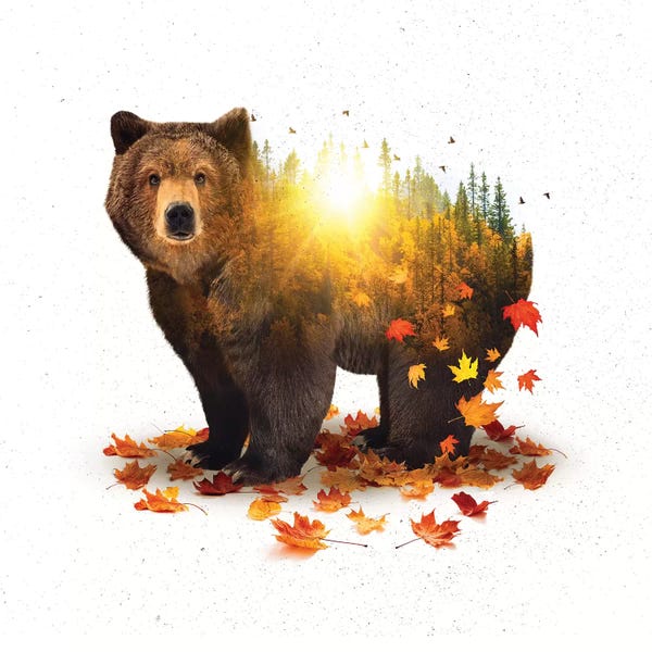 Equinox - Bear