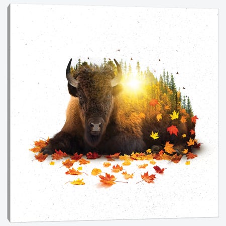 Equinox - Buffalo Canvas Print #SOA33} by Soaring Anchor Designs Art Print