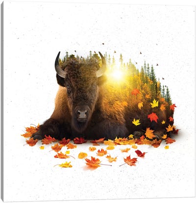 Equinox - Buffalo Canvas Art Print - Soaring Anchor Designs