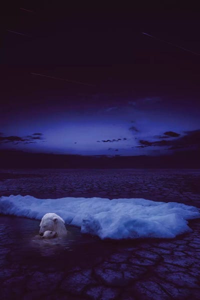 If Not Us - Polar Bear by Soaring Anchor Designs framed wall art