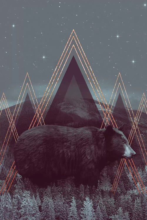 In Wildness - Bear 
