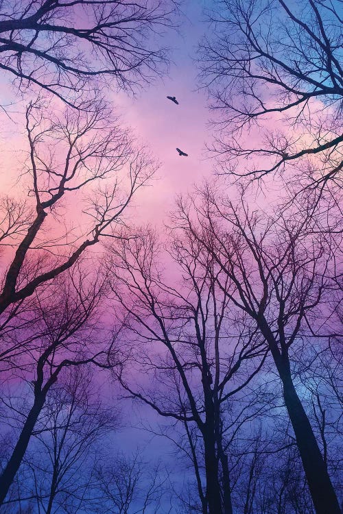 Sherbert Cloud Tree Silhouettes by Soaring Anchor Designs wall art