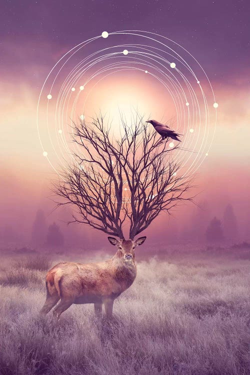Stillness - Elk