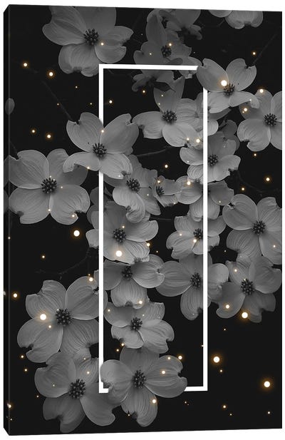 Dogwood Blossoms Mono White Canvas Art Print