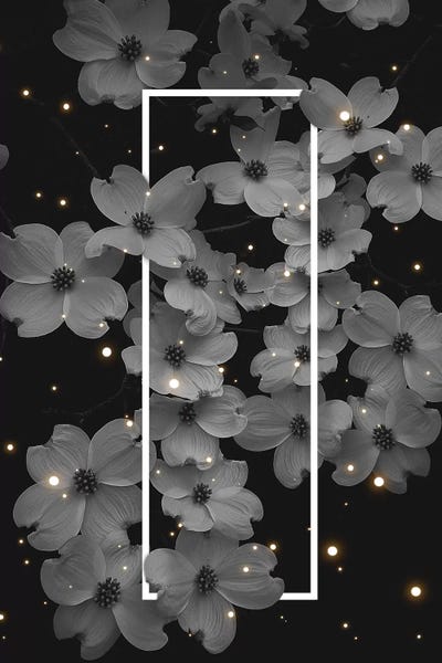 Dogwood Blossoms Mono White